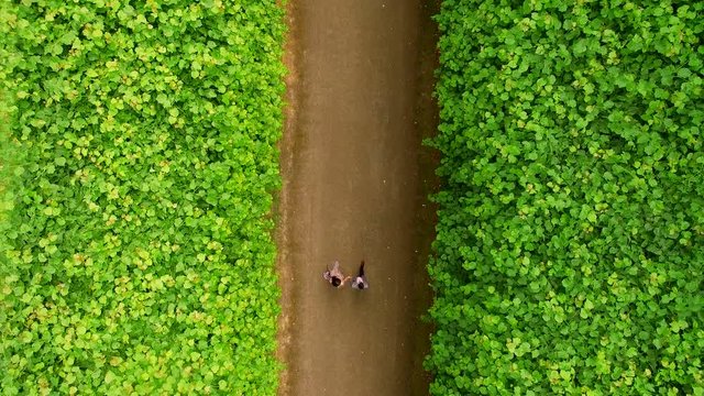 Two lovers are walking in the Beneath Castle and Park. Top view Aerial Dusseldorf Germany