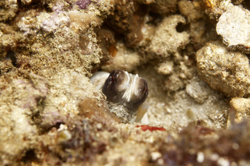 underwater world - octopus hiding on a reef