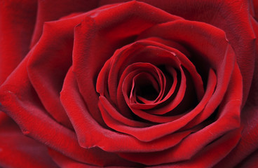 Красная роза крупным планом. Фон, текстура, цветок, флора, природа