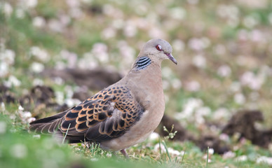 Oriental turtle dove or rufous turtle dove (Streptopelia orientalis) observed in Auli in Uttarakhand, India
