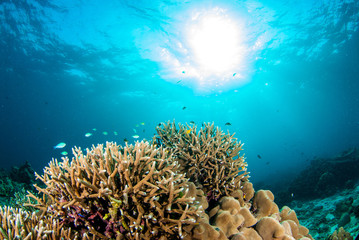 Underwater hard coral with bright color fish. Similan,North Andaman Sea,Thailand