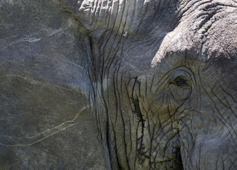 Elephant Close Up