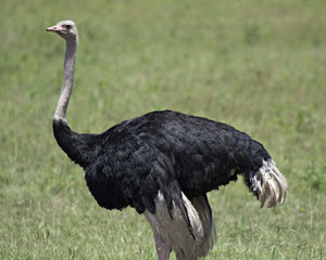 Ostrich 3