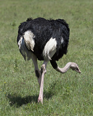 Ostrich 2