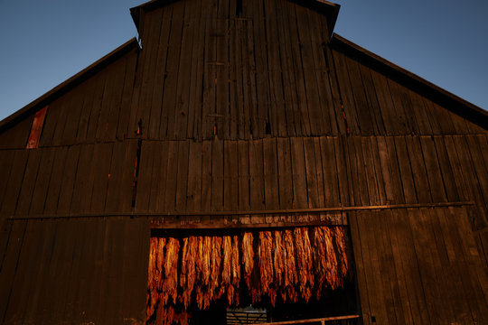 Tobacco drying in barn, Kentucky, USA
