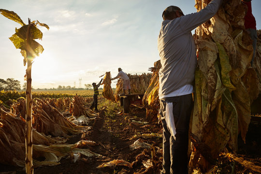 Portrait of Mexican migrant worker, harvesting tobacco in Kentucky.
