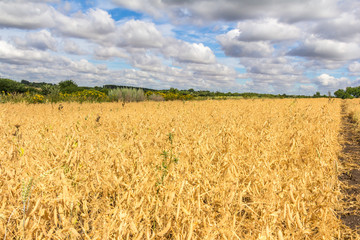 Ripened peas in the pods field