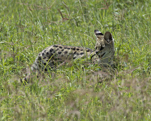 Serval Cat 8
