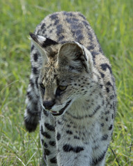 Serval Cat 7