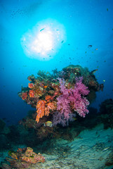 Obraz na płótnie Canvas Underwater coral underwater with bright color fish.Similan,North Andaman Sea,Thailand