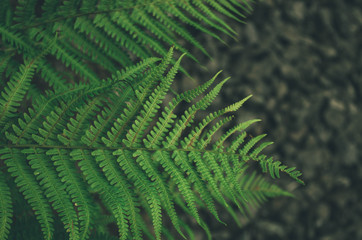 Focused green fern in forest. Nature exotic illustration