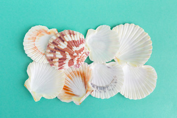 seashells on a bright background