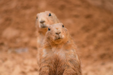 Duo de chien de prairie