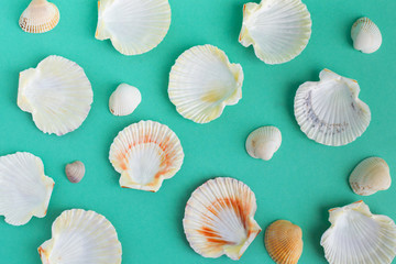 seashells on a bright background
