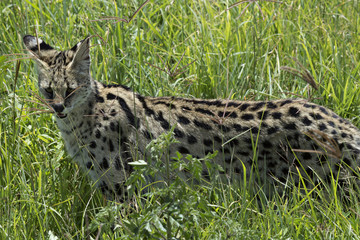 Serval Cat 3