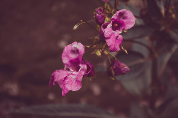 Fototapeta na wymiar Amazing flower on forest background