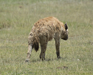 Hyena 2