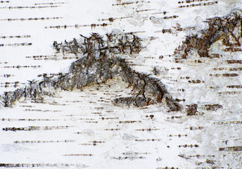 Abstract organic background of a birch tree bark