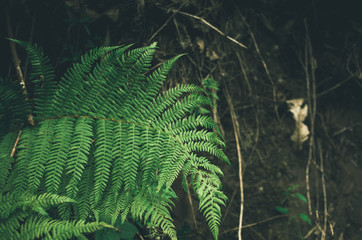 Focused green fern in forest. Nature exotic illustration