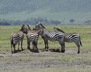 Fototapeta na wymiar Zebra Gathering