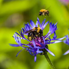 Bumblebee on a flower	