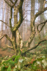 Tree Peak district