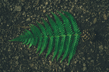 Focused green fern in forest. Nature exotic illustration