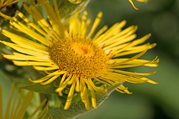 Echter Alant, Inula heleniumchter 