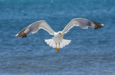 Seagull against sea background