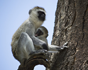 Mother Nursing Baby 2