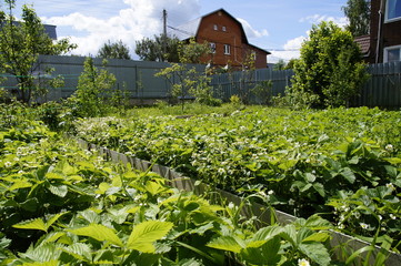 Fototapeta na wymiar Plants with strawberries in the country garden.