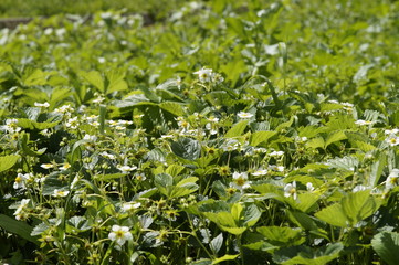 Plants with strawberries in the country garden