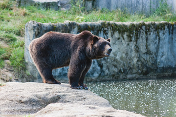 Obraz na płótnie Canvas Europäischer Braunbär Tatzen im Tierpark Olderdissen Bielefeld