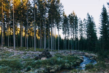 Mittelgebirge Harz im Winter Raureif