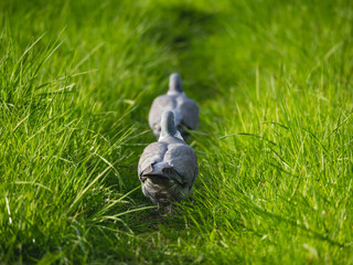 Zwei Turteltauben gehen einen gemeinsamen Weg durch Gras