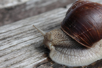 lumaca, chioccia
