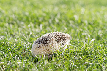  African white- bellied hedgehog