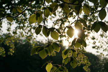 Sonnenuntergang im Wald 