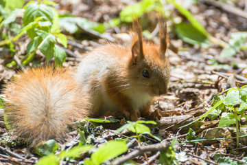 Naklejka na ściany i meble Squirrel is a very attractive animal with an elongated body and a beautiful fluffy tail.