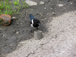 Magpie on earth