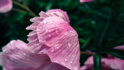 Lila Blume Pflanze mit Tropfen