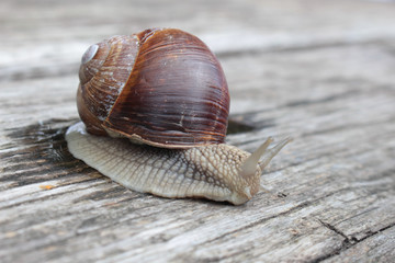lumaca, chioccia