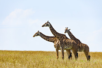 Giraffe Trio