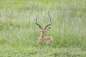 Impala Speaks
