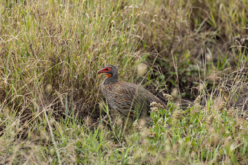 Red Necked Spurfowl