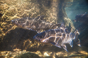 Soro brook carp fish shoot under the waterfall on Namtokphlio National Park Chanthaburi at...