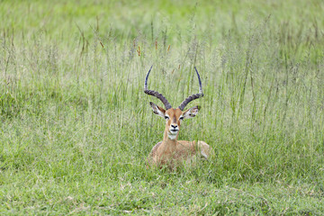 Impala Stare