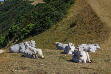 Mucche al Pascolo