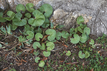 Obraz premium Petasites pyrenaicus