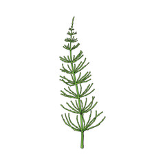 Beautiful equisetum, horsetail twig, branch, decoration element, sketch vector illustration isolated on white background. Realistic hand drawing of beautiful horsetail twig, floral decoration element - obrazy, fototapety, plakaty